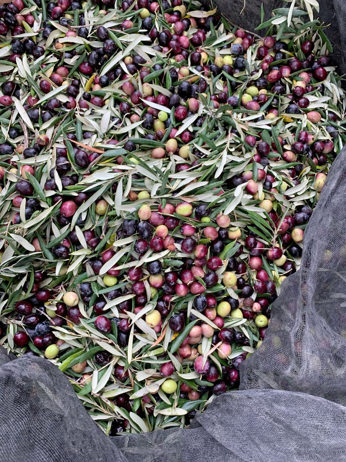 Zeytinyağı